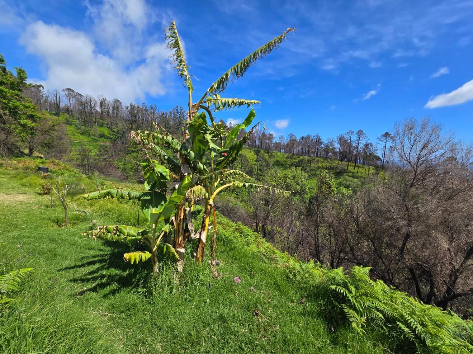 Horizon Retreat Daire Calheta  Dış mekan fotoğraf